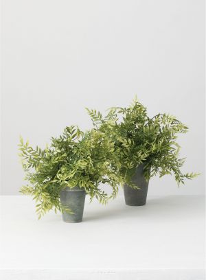 Potted Wisteria