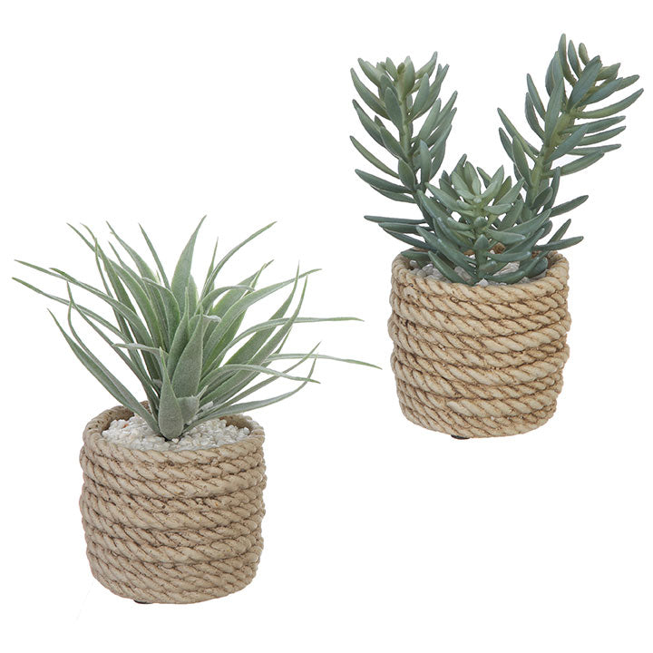 Rope Potted Succulent