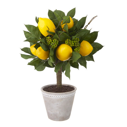 16" potted lemon topiary
