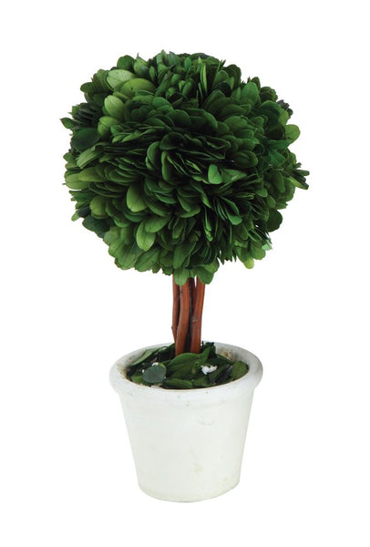 9" Preserved Boxwood Topiary