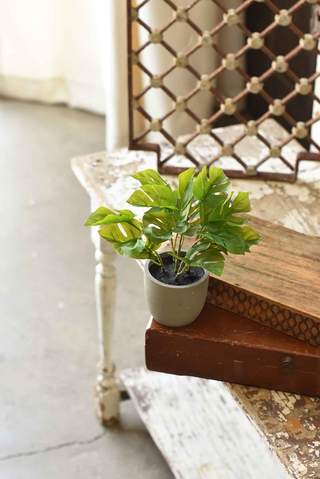 10.25" Potted Split Leaf