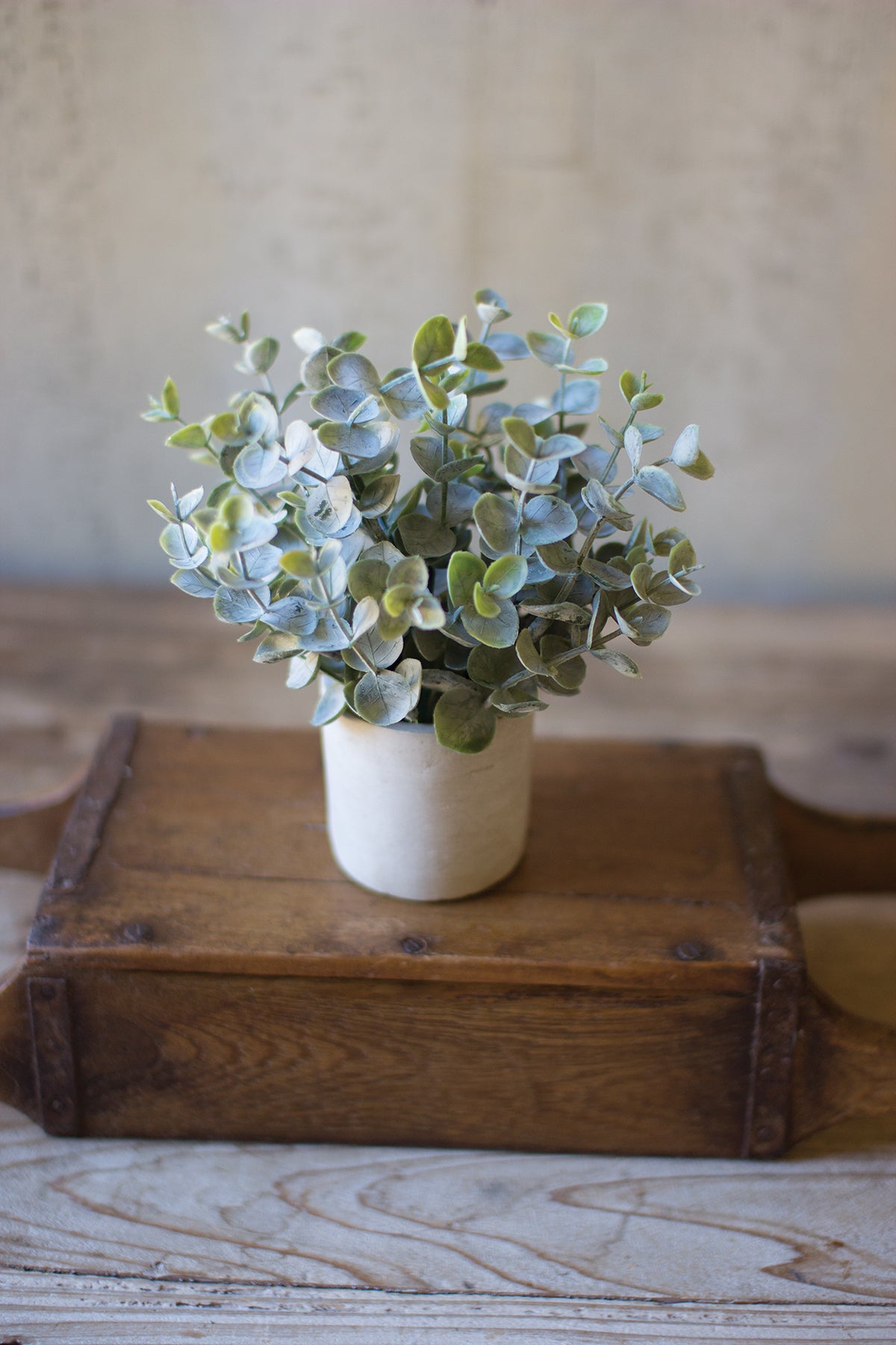 Boxwood Sage Plant in Concrete Pot