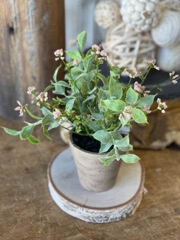 Potted Happy Harmony 8"