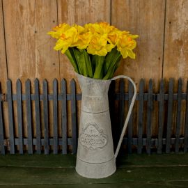 Daffodil Stem