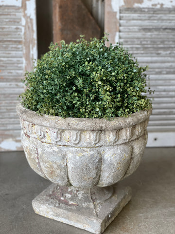 Pennington Boxwood Half Sphere 15"