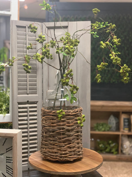 Hanging Irish Moss Spray