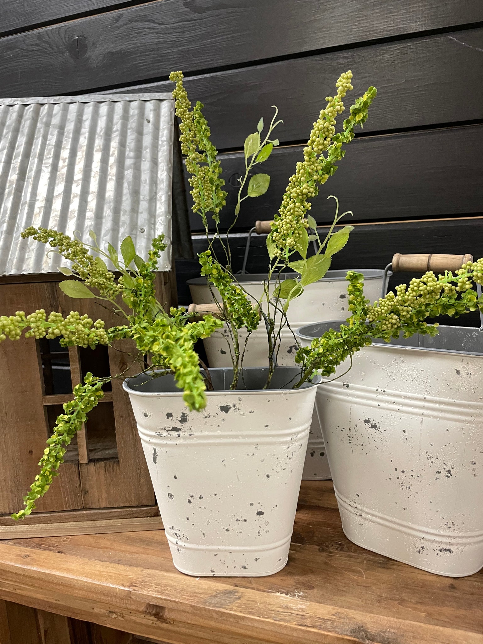 Amaranthus Bush