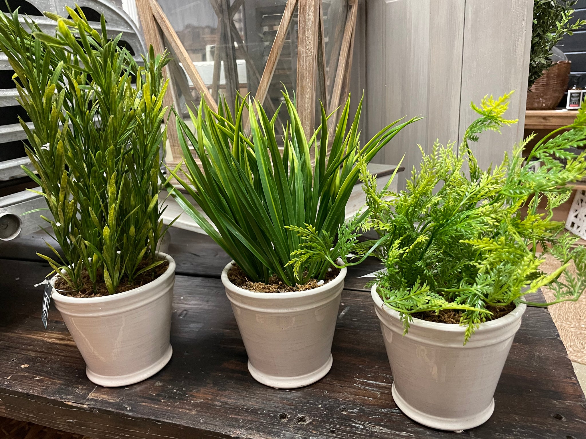 Foliage Potted Plant