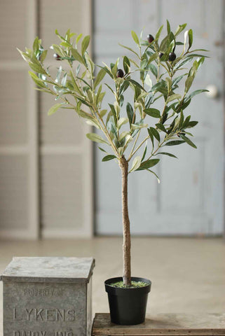 Potted Olive Tree 31"