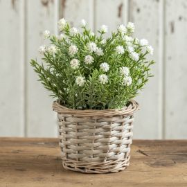 8.5" White Flowering Plant