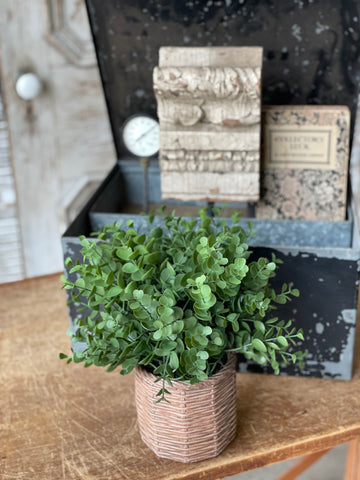 Calvary Eucalyptus Pot 11"