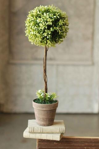 Buxus Boxwood Topiary