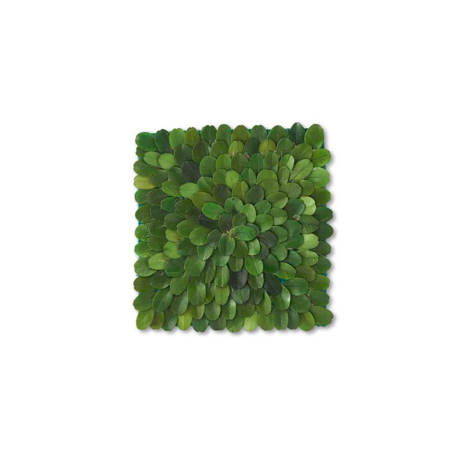 Square Boxwood Coaster