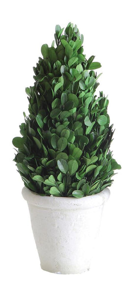 Medium Cone Topiary