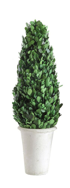 Large Preserved Boxwood Cone Topiary