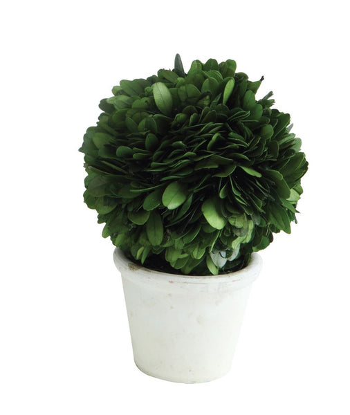 Round Preserved Topiary