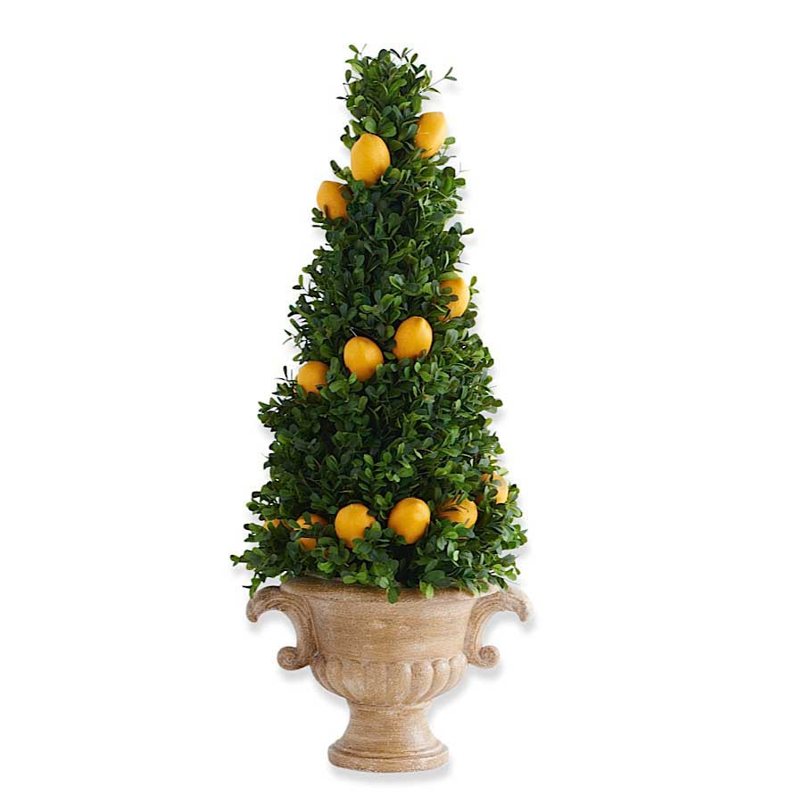 Large Boxwood Cone Lemon Tree