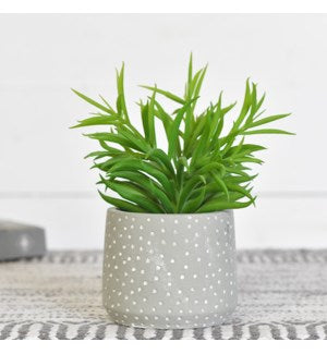 7" Potted Succulent PDH032