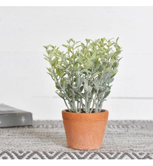 6.5" Baby Leaves in Pot