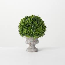Boxwood Plant in Urn
