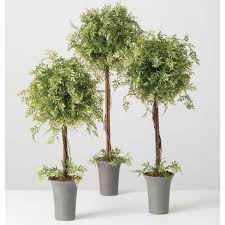 Wisteria Topiary